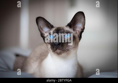 Portrait d'un chat siamois aux yeux bleus saisissants. Banque D'Images