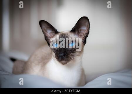 Portrait d'un chat siamois aux yeux bleus saisissants. Banque D'Images