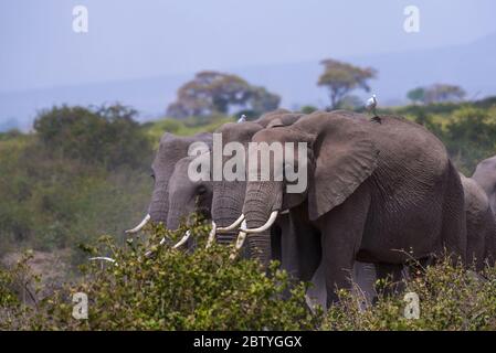 Éléphants d'Afrique ou Tusskers d'Amboseli Kenya Banque D'Images