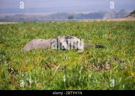 Éléphants d'Afrique ou Tusskers d'Amboseli Kenya Banque D'Images
