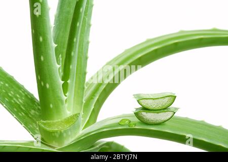 Aloe vera, isolé Banque D'Images