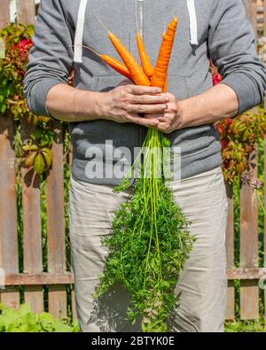 Récolter des carottes dans les mains d'un agriculteur. Quelques tubercules de carottes mûres d'orange vif avec des hauts. Récolte de légumes biologiques de la ferme Banque D'Images