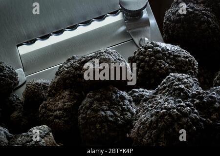 Tuber aestivum truffes noires, Ombrie, Italie Banque D'Images