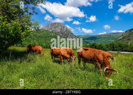 Vaches brunes, bétail, pâturage en face du pic de Calames, lieu d'escalade avec château au sommet, Ariège, Pyrénées françaises, Pyrénées, France Banque D'Images