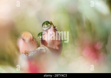 Gouttes d'eau sur la Bud de la fleur Butomus umbellatus, macro Banque D'Images