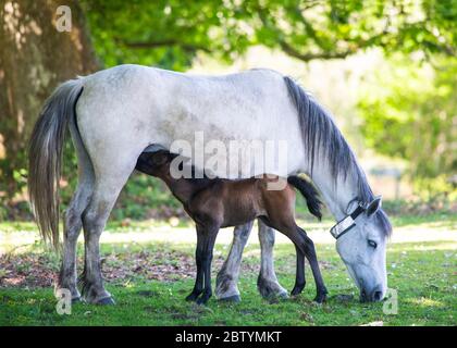 Poney sauvage Foal sucer de sa mère dans le sous-arbres blanc cheval portant un col réfléchissant dans la nouvelle forêt copie espace en arrière-plan Banque D'Images