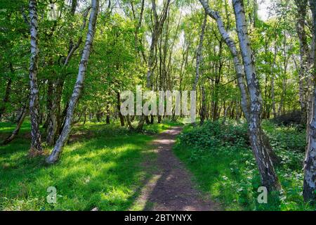 De grands Birch argentés bordent un sentier étroit et sinueux dans les bois, le matin du printemps Banque D'Images