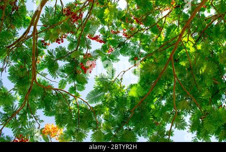 poinciana royal en fleurs avec feuillage vert sur fond bleu ciel. Ciel bleu à travers les feuilles d'arbre vertes. Arbre de flamme Banque D'Images