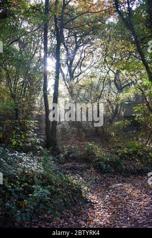 La lumière faible du soleil brille à travers les arbres et la brume en automne dans la réserve naturelle de Poles Coppice dans le Shropshire au Royaume-Uni Banque D'Images