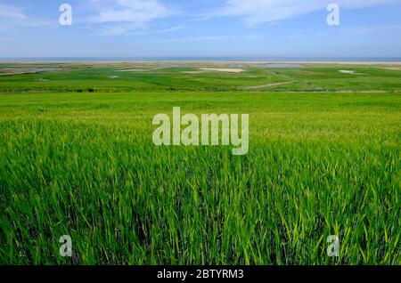 blé de printemps vert dans le champ, salthouse, nord de norfolk, angleterre Banque D'Images