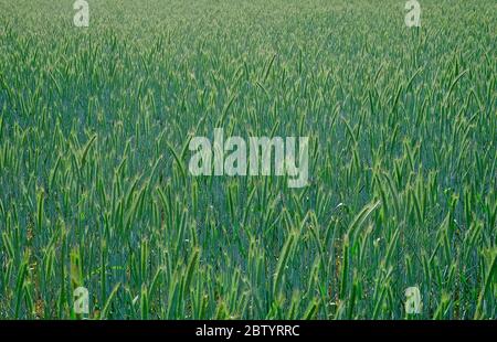 récolte de blé vert du début du printemps dans le champ, norfolk, angleterre Banque D'Images