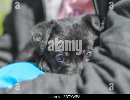 portrait de soins d'animaux de compagnie d'un chiot noir mongrel dans les bras d'un homme Banque D'Images