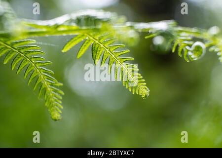 Gros plan des feuilles d'une Fern commune qui éclate au printemps dans une forêt britannique. Banque D'Images