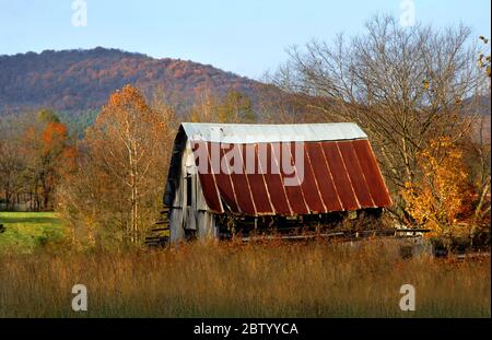 La grange rustique se trouve dans un champ envahi par de grandes herbes. La grange a un toit en étain rouille et du bois abîmé. Les montagnes pavées d'automne Ozark remontent à l'arrière-pays Banque D'Images