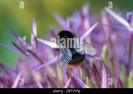 Gros plan d'une abeille-Bumble à queue rouge sur Allium christopii Banque D'Images