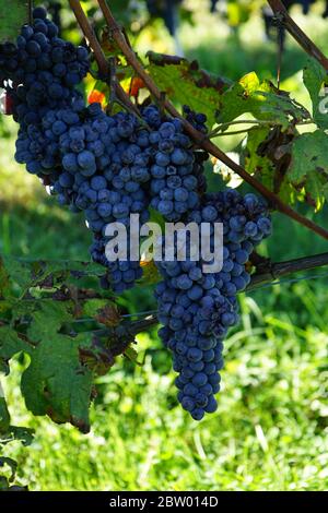 Vignoble avec grappes de raisins nebbiolo prêtes pour la récolte dans les Langhe, Piémont - Italie Banque D'Images