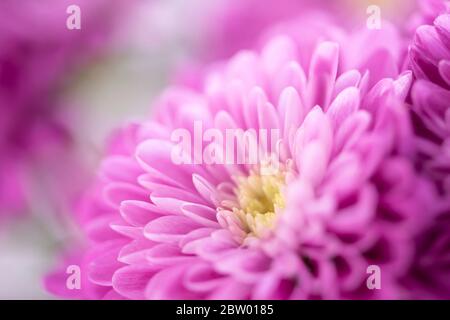 Magnifique bourgeon de chrysanthème. Gros plan sur une macro photo Banque D'Images