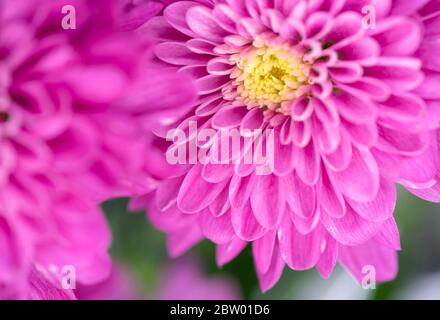 Magnifique bourgeon de chrysanthème. Gros plan sur une macro photo Banque D'Images