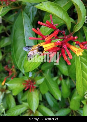 Abeille collectant le nectar des fleurs Banque D'Images