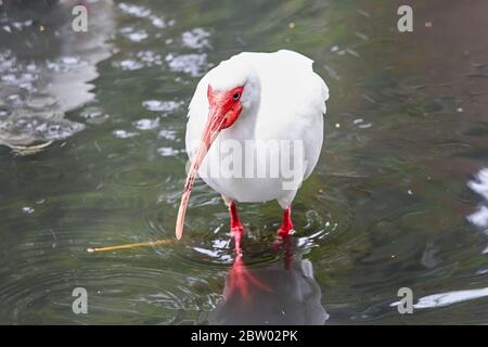 Ibis blanc américain dans l'habitat naturel (Eudocimus albus) Banque D'Images