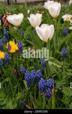 fleurs printanières comme des jacinthes de raisin bleu et des tulipes blanches dans un jardin de chalet Banque D'Images
