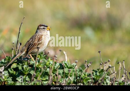 Bruant à couronne blanche, Zonotrichia leucophyrys, sur la côte Pacifique, dans le comté de Sonoma, en Californie Banque D'Images