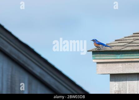 WESTERN Bluebird, Sialia mexicana, perches sur une maison dans le comté de Sonoma, Californie Banque D'Images