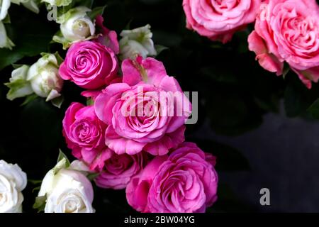Plusieurs roses roses de jardin roses et blanches sont disposées dans un bouquet qui semble être encore inachevé. Banque D'Images