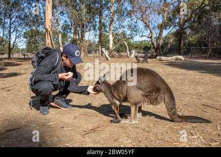 Kangaroo Island, Australie - 10 mars 2020 : un adolescent qui nourrit un kangourou dans un parc animalier, par une journée ensoleillée. Banque D'Images