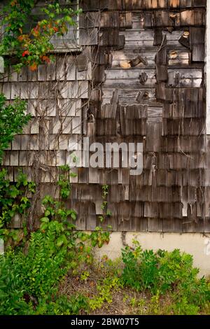 Vieux bardeaux de bois vieillies avec de l'ivy qui le pousse. Côté de la maison sur la rive de Jersey, long Beach Island, NJ Banque D'Images