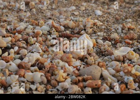 Magnifiques coquillages colorés sur le sable de la plage en été, collection coquillages, voir Shells image de fond de sable. Banque D'Images