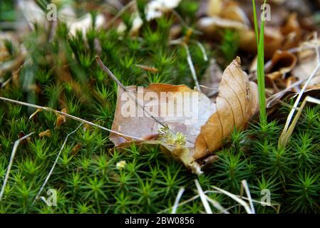 Feuille d'arbre séchée tombée sur un lit d'herbe vert, photo rapprochée Banque D'Images