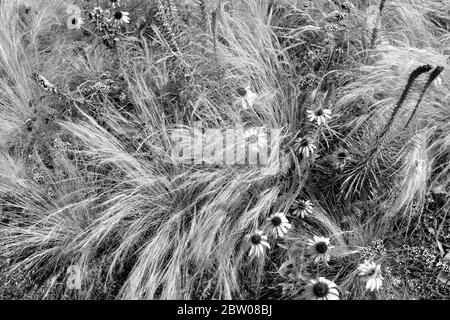 Herbes sauvages et fleurs sauvages en photographie horizontale pour le concept de fond. Cadre complet de graminées soufflées par le vent. Banque D'Images