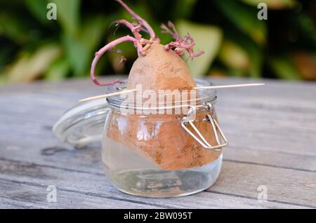 La patate douce pousse dans un pot d'eau Banque D'Images
