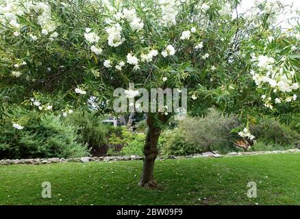 Un arbre à la lautre avec beaucoup de fleurs blanches Banque D'Images