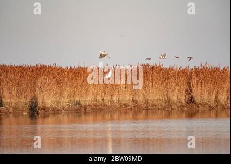 Italie Veneto - Parc national du Delta po - Sacca di Scardovari - lit à roseaux avec héron gris, aigrette et colverts en vol Banque D'Images
