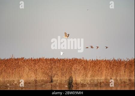 Italie Veneto - Parc national du Delta po - Sacca di Scardovari - lit à roseaux avec héron gris, aigrette et colverts en vol Banque D'Images
