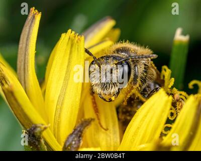 Une abeille solitaire sur une fleur de pissenlit. Trouvé le long de la rivière Stour près de Whitemill dans Dorset. Banque D'Images