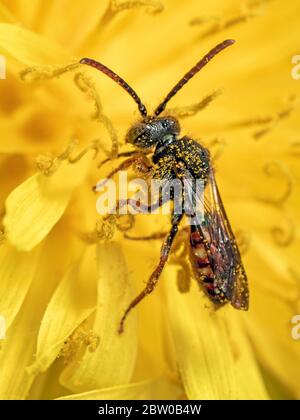 Une abeille Flavoguttata Nomada recouverte de pollen sur une fleur de pissenlit. Trouvé le long de la rivière Stour près de Whitemill dans Dorset. Banque D'Images