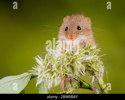 Une souris de récolte (Micromys minutus) qui semble mâcher ou non sa nourriture. Prise lors d'un atelier de photographie en intérieur organisé par captive Ligh Banque D'Images