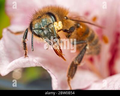 Une photo d'une abeille solitaire recouverte de pollen reposant sur une fleur rose dans le jardin arrière. Banque D'Images