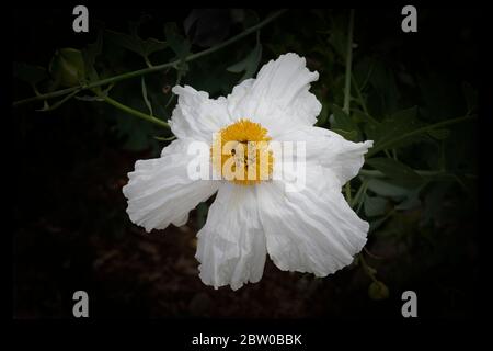 Fleur blanche délicate avec un centre jaune, coquelicot californien ou coutres fleur de coquelija (Romneya coulteri) sur fond noir. Banque D'Images