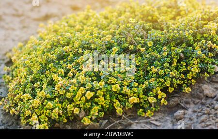 Bague jaune de thym citron. Thymus citriodorus. Plante vivace avec un parfum caractéristique de citron de feuilles. Mise au point sélective douce. Banque D'Images