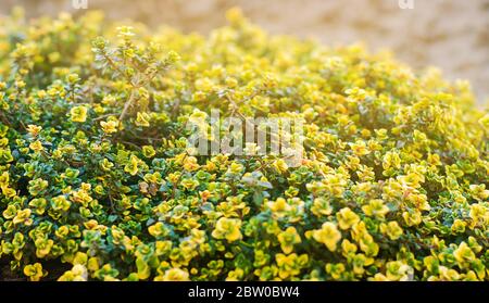 Bague jaune de thym citron. Thymus citriodorus. Plante vivace avec un parfum caractéristique de citron de feuilles. Mise au point sélective douce. Banque D'Images