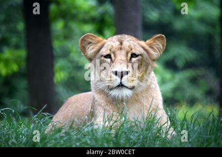 Katanga Lioness couché dans l'herbe et regardant Banque D'Images