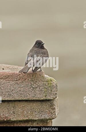 Black Phoebe (Sayornis nigricans aquatica) adulte debout béton après lac Yojoa, Honduras février 2016 Banque D'Images