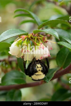 Abeille Bumble à face jaune (Bombus vosnesenskii), fourrageante sur des fleurs de mûre, Oregon Banque D'Images