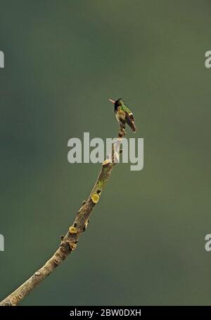 Coquette à craché noir (Lophornis helenae) adulte mâle perché sur la branche Panacam Lodge, Honduras février 2016 Banque D'Images