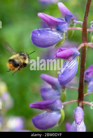 L'abeille Bumble à cornes floues (Bombus mixtus) fourrager sur Riverside Lupin (Lupinus rivularis), Oregon Banque D'Images