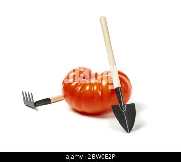 grande tomate réelle à côté des outils de jardin de jouets isolés sur fond blanc Banque D'Images